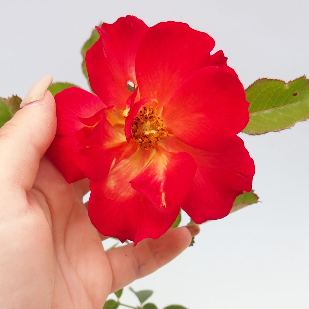 Venkovní bonsai - Rosa Kordes -  růže