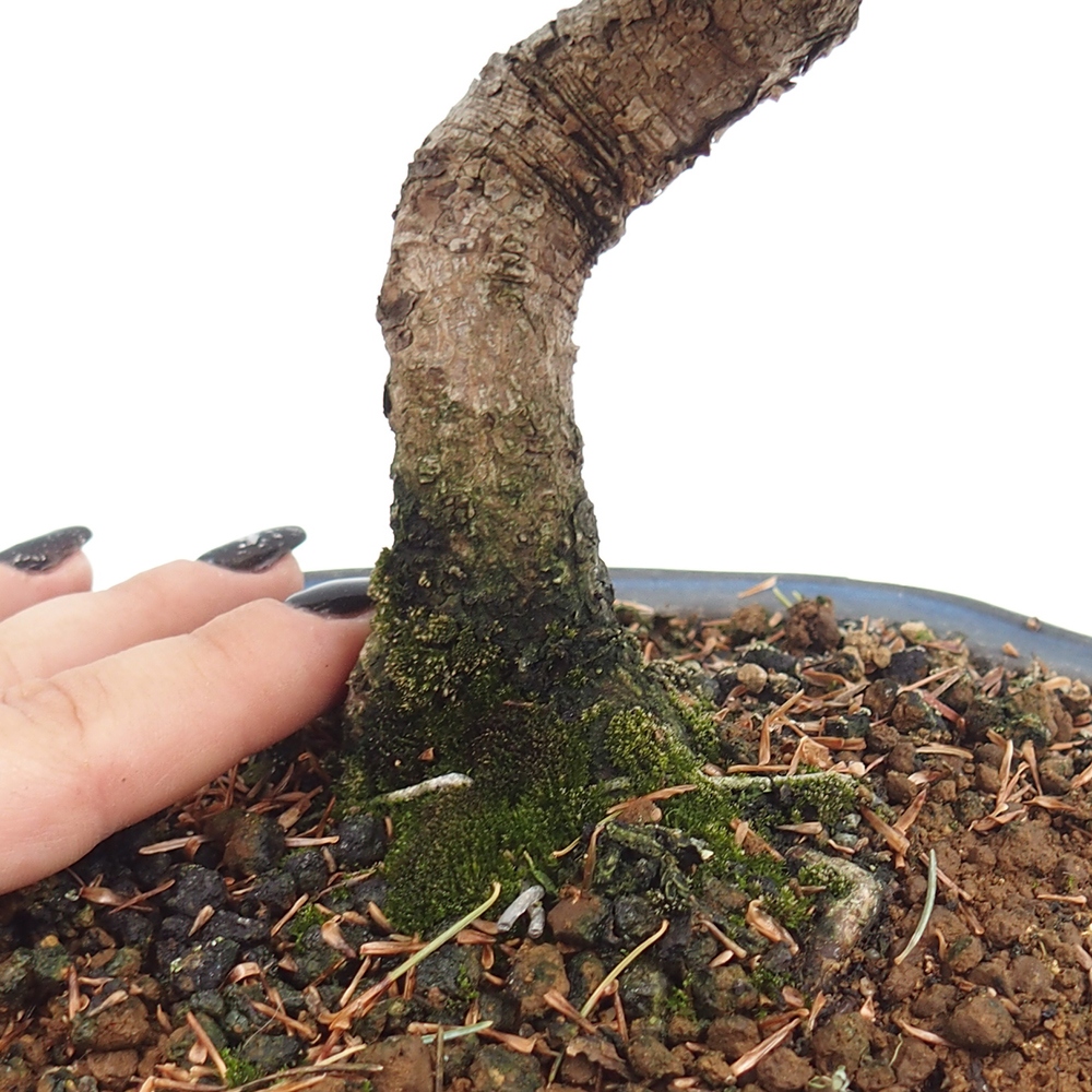 Venkovní bonsai - Pinus parviflora - Borovice drobnokvětá