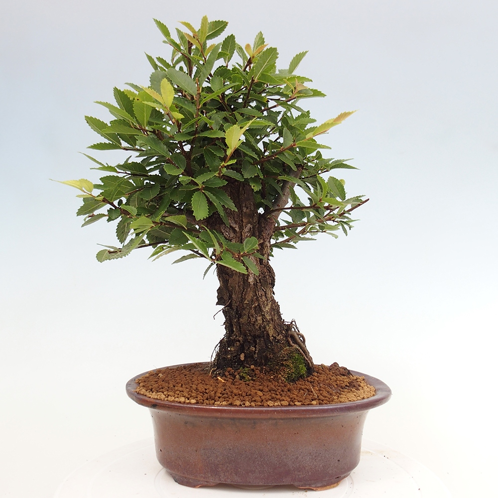 Venkovní bonsai - Zelkova - Zelkova NIRE