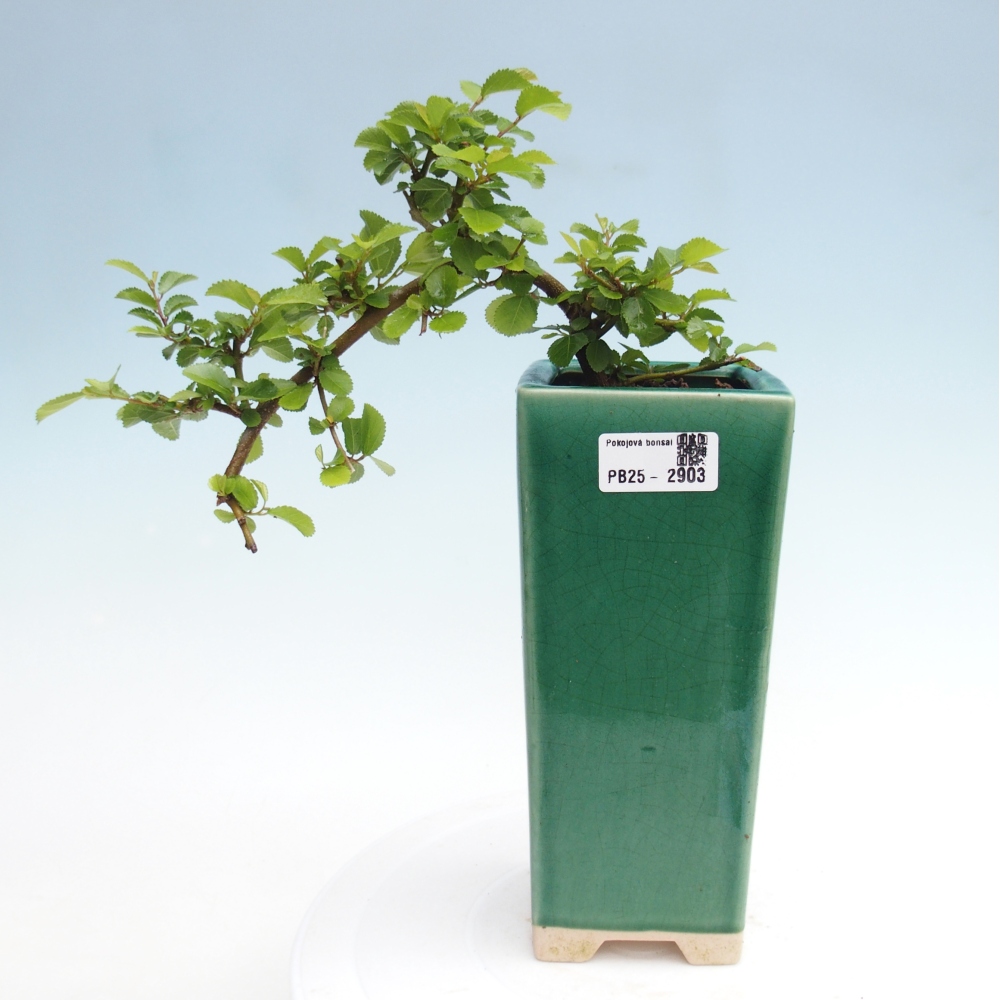 Pokojová bonsai - Grewia occidentalis - Hvězdice levandulová