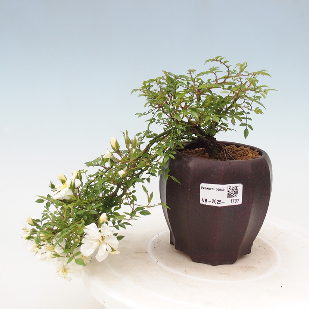 Venkovní bonsai - Rosa Sea Foam -  růže