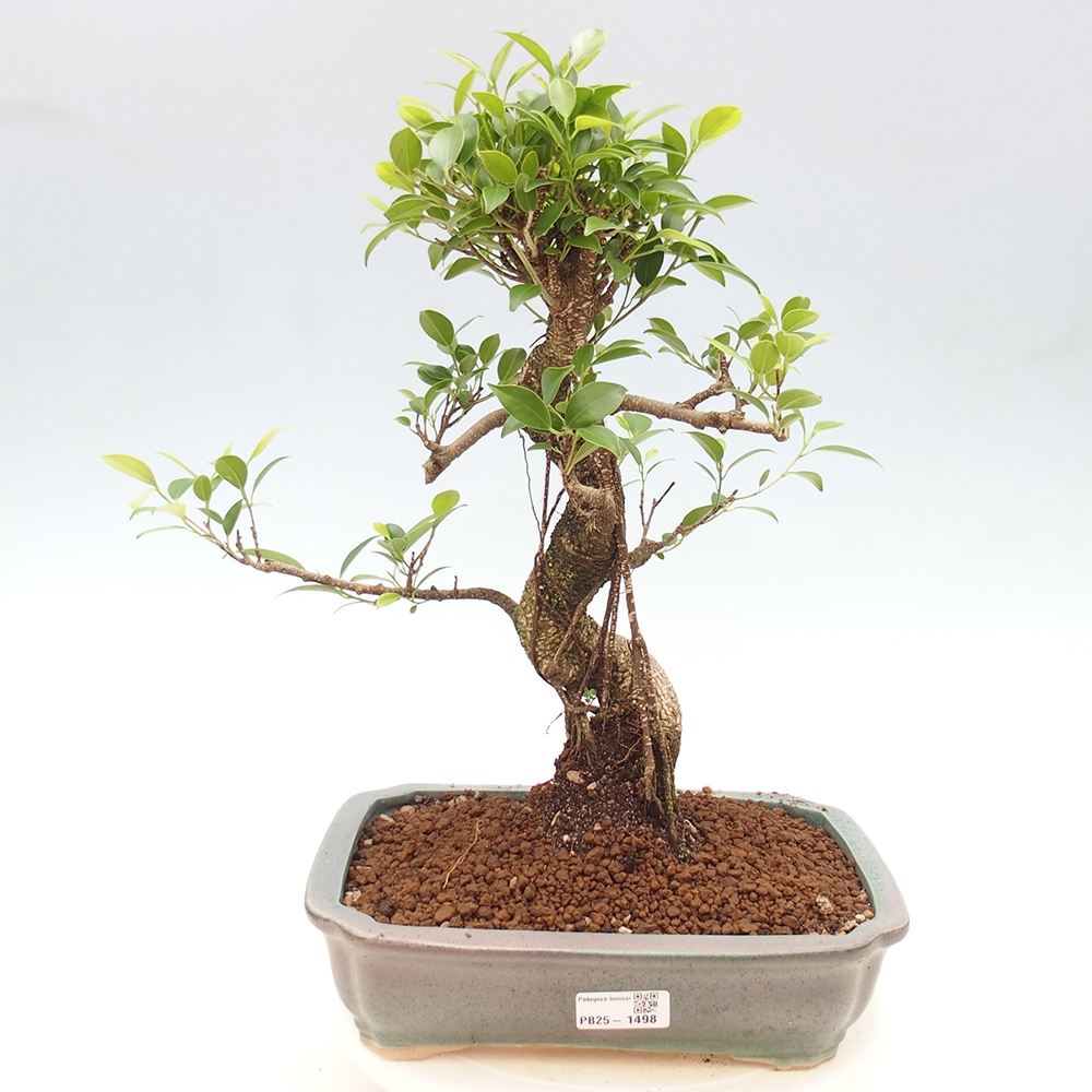 Pokojová bonsai - Ficus kimmen -  malolistý fíkus