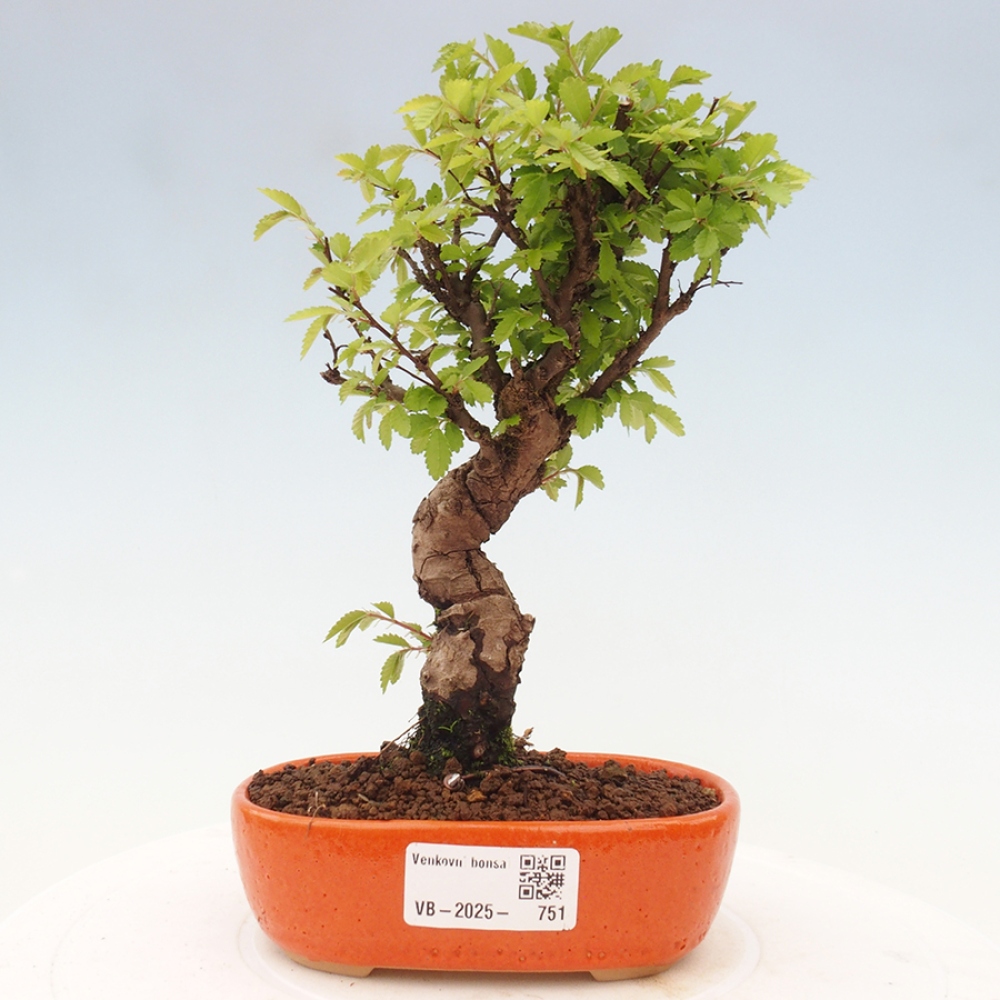 Venkovní bonsai - Zelkova - Zelkova NIRE