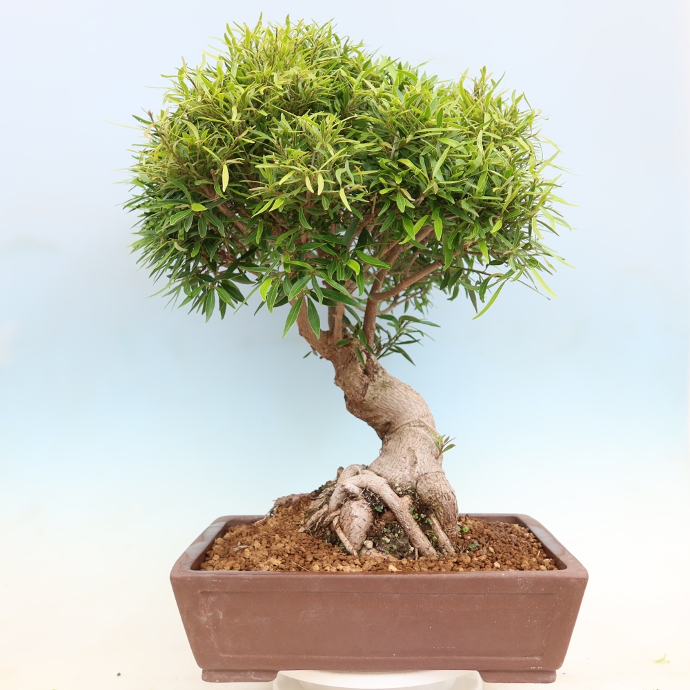 Pokojová bonsai - Ficus nerifolia -  malolistý fíkus