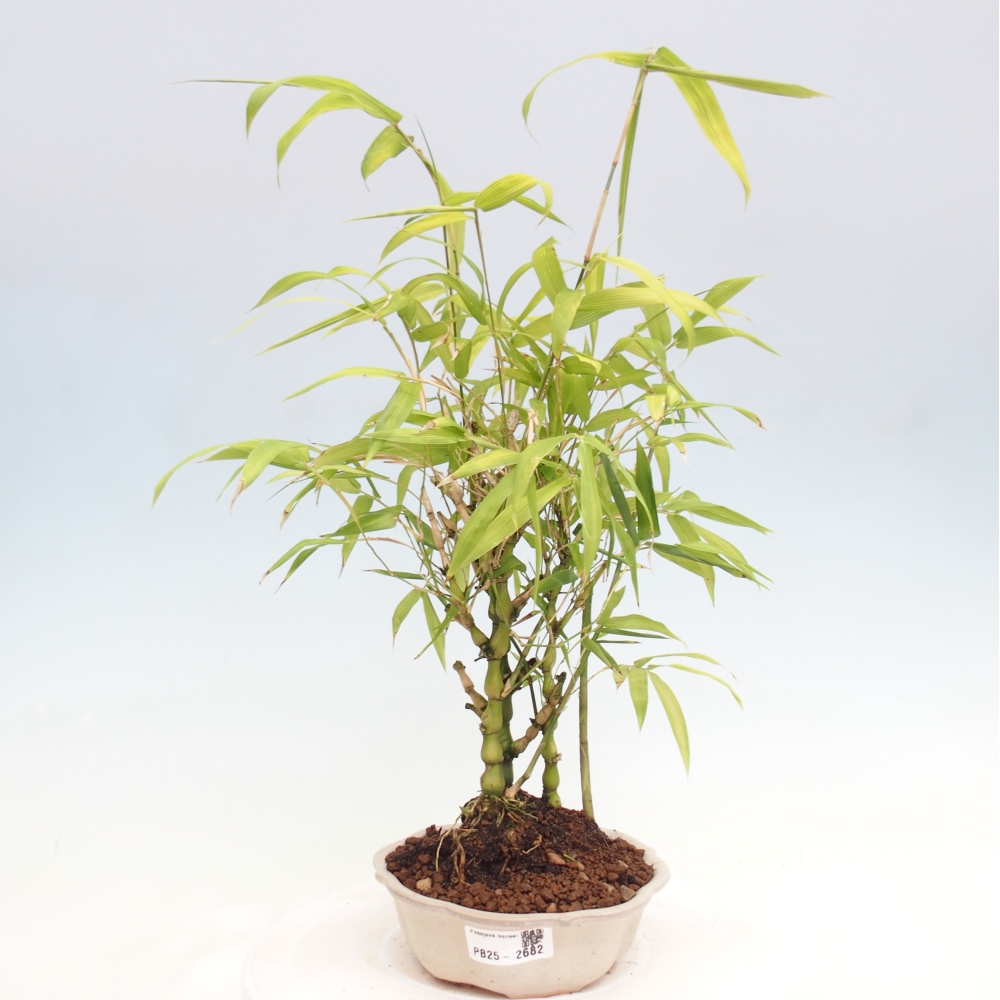 Pokojová bonsai - Bambus budha-Bambus budhovo břicho