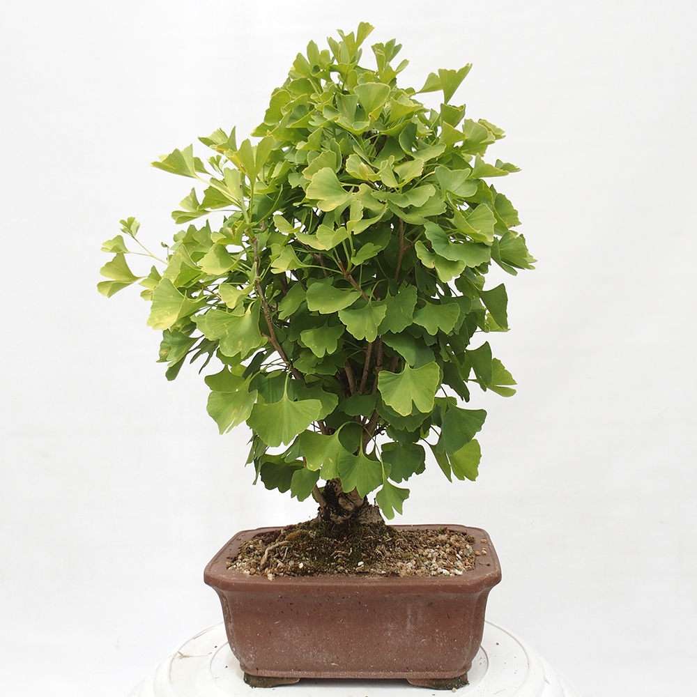 Venkovní bonsai - Jinan dvoulaločný - Ginkgo biloba