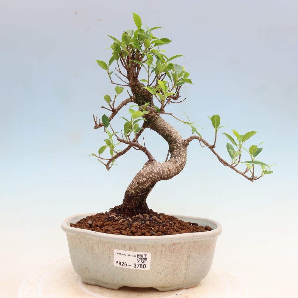 Pokojová bonsai - Ficus kimmen -  malolistý fíkus