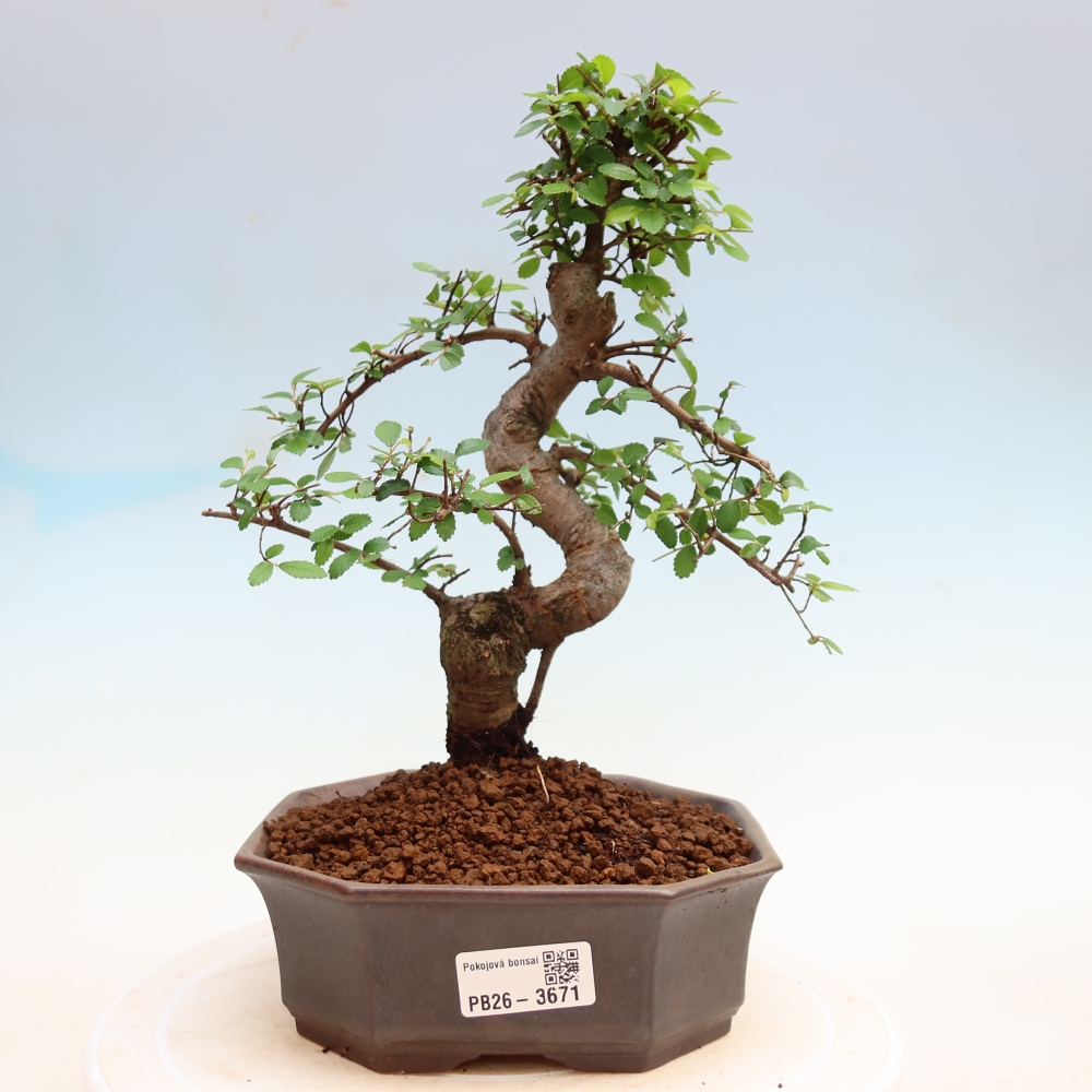 Pokojová bonsai - Ulmus parvifolia - Malolistý jilm
