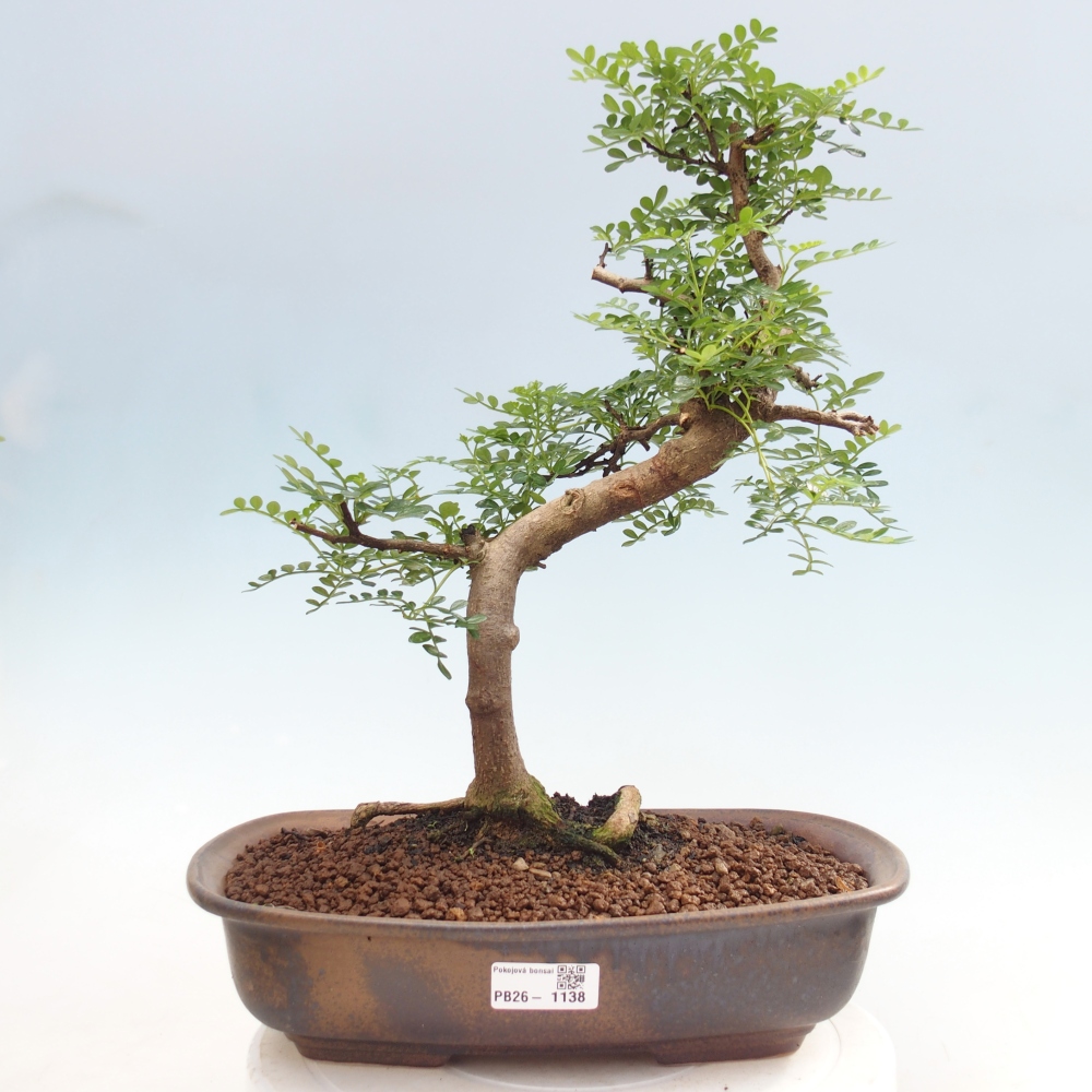 Pokojová bonsai - Zantoxylum piperitum - pepřovník
