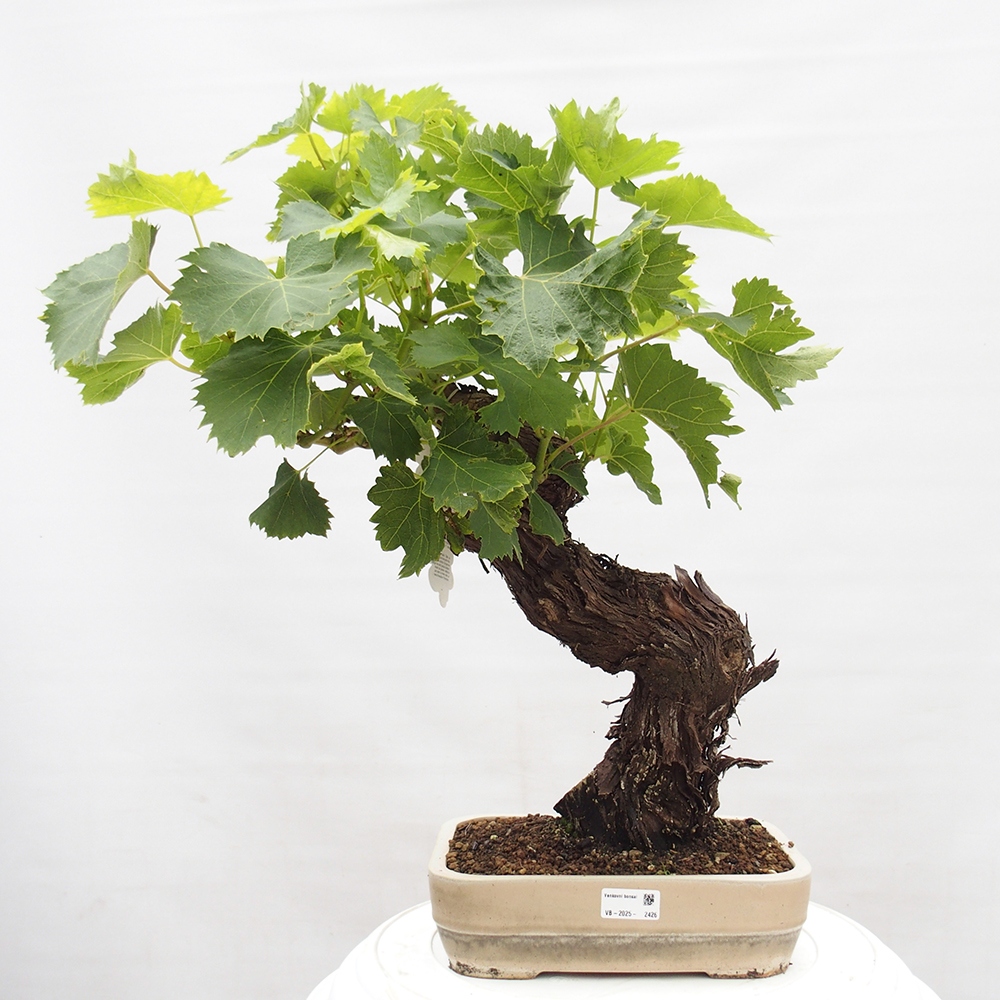 Venkovní bonsai - Vitis vinnifera MUSKAT ITALIA  - Vinná réva