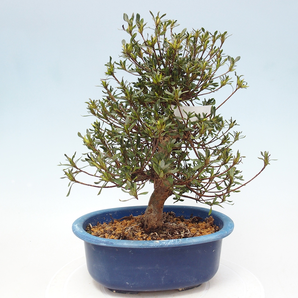Venkovní bonsai - Japonská azalka - Azalea Ryusen