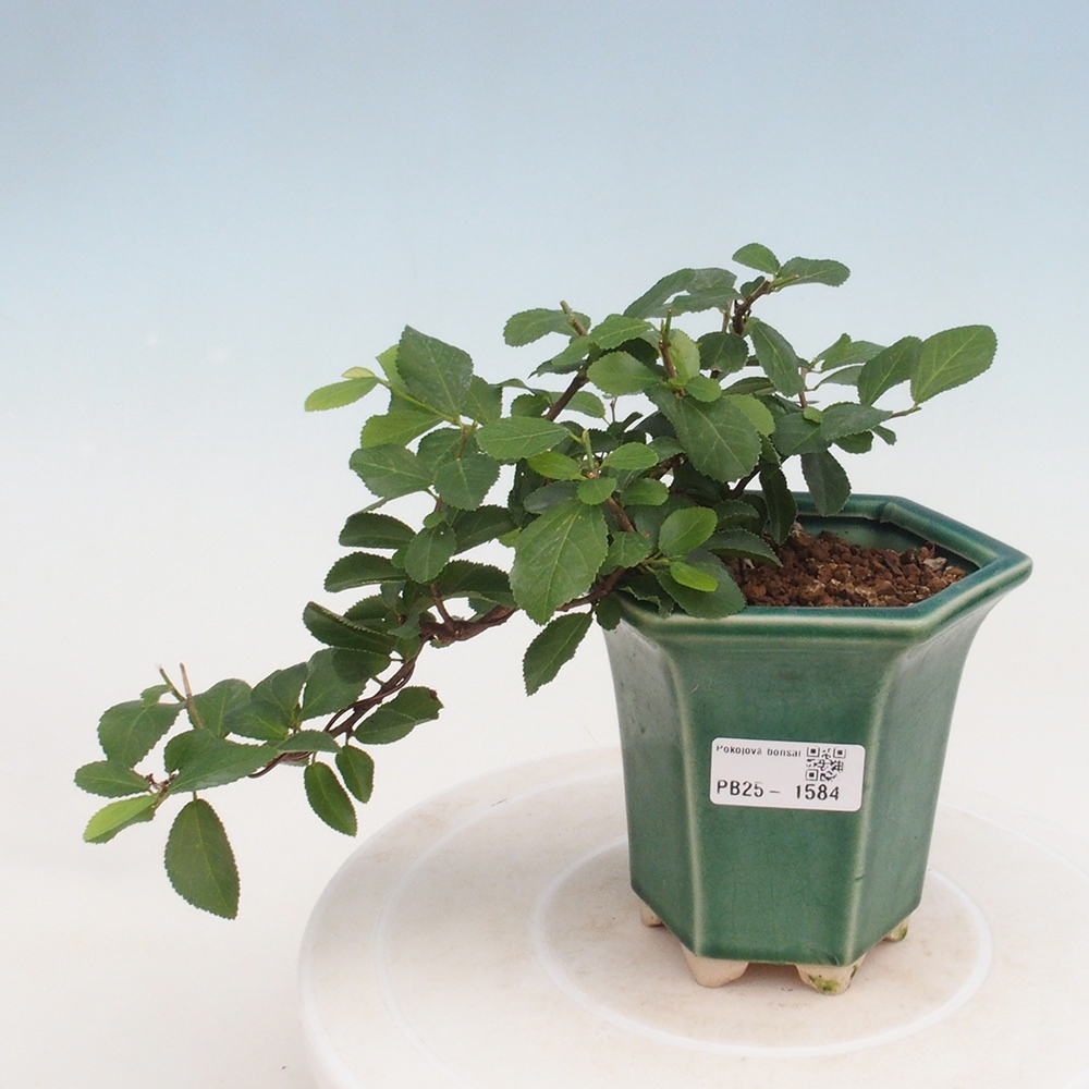 Pokojová bonsai - Grewia occidentalis - Hvězdice levandulová