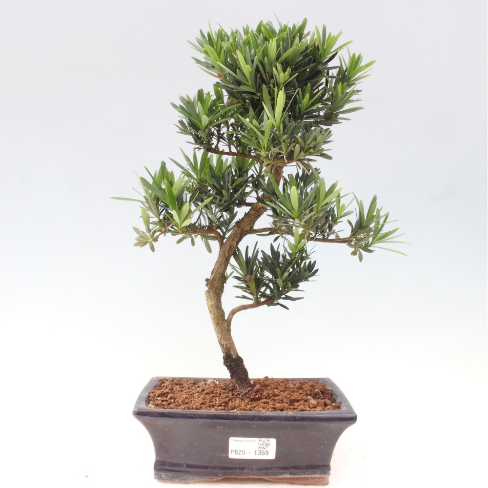 Pokojová bonsai - Podocarpus - Kamenný tis