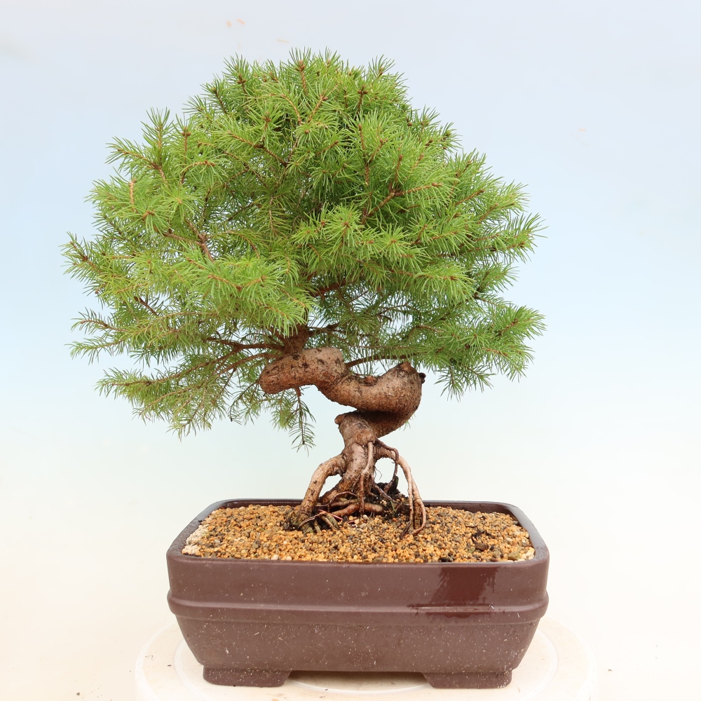 Venkovní bonsai- Smrk kulovitý - Picea glauca globe