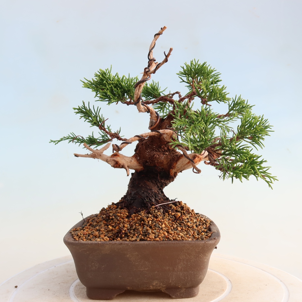 Venkovní bonsai - Juniperus chinensis Itoigawa -Jalovec čínský