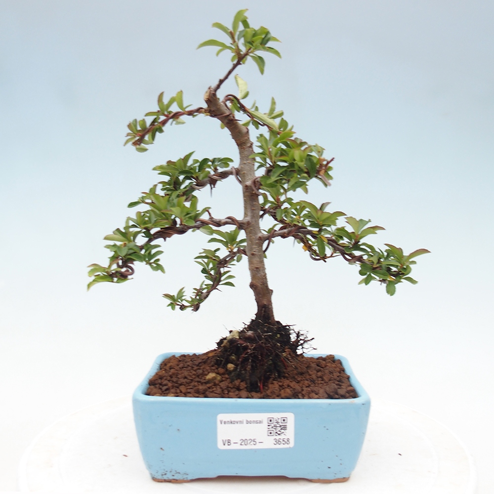 Venkovní bonsai-Pyracanta Teton -Hlohyně
