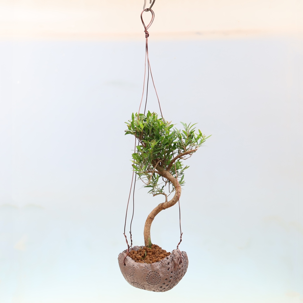 Kokedama v keramice -Syzygium - Pimentovník