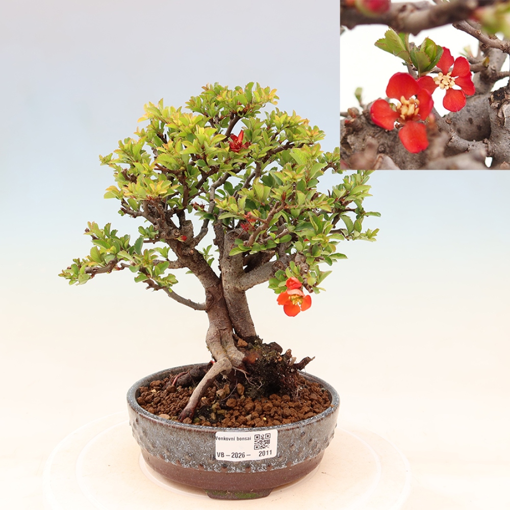 Venkovní  bonsai -  Chaneomeles speciosa Chojubai - Kdoulovec ozdobný