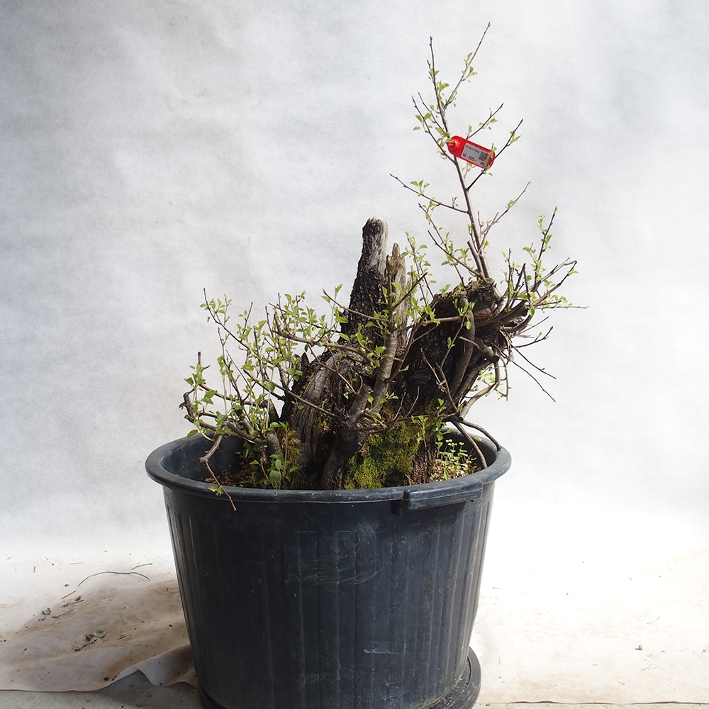 Venkovní bonsai -Mahalebka - Prunus mahaleb