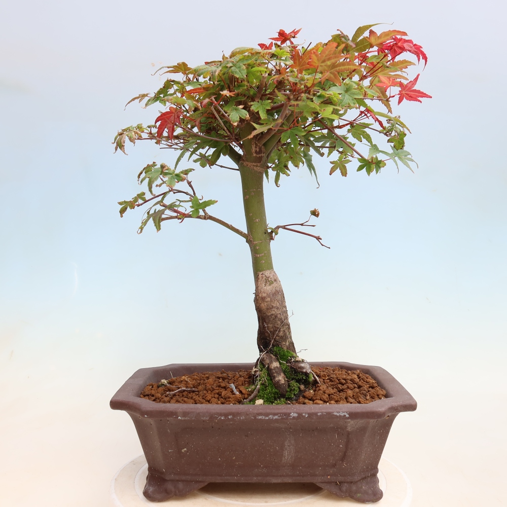 Venkovní bonsai - Javor dlanitolistý - Acer palmatum DESHOJO