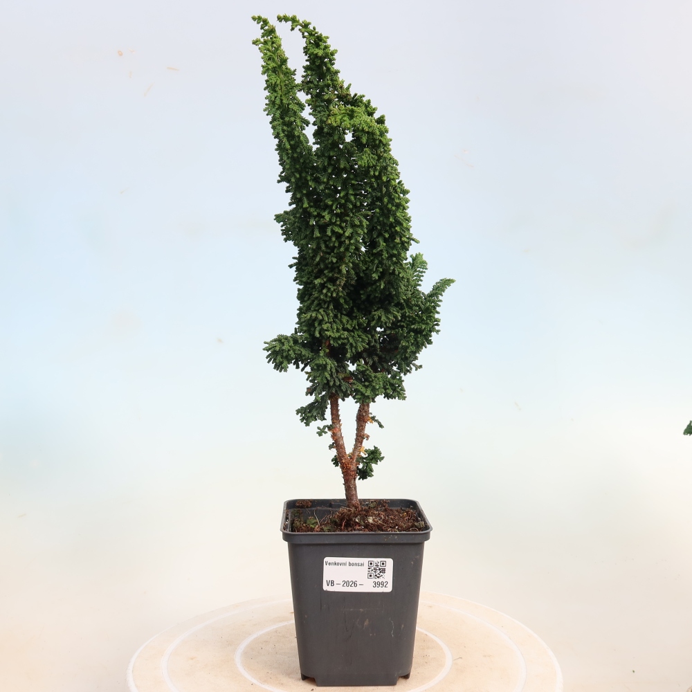 Venkovní bonsai - Cham. obtusa SEKKA HINOKI - Cypřišek