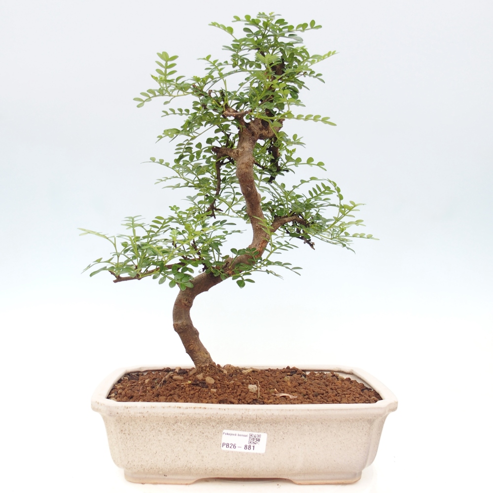 Pokojová bonsai - Zantoxylum piperitum - pepřovník