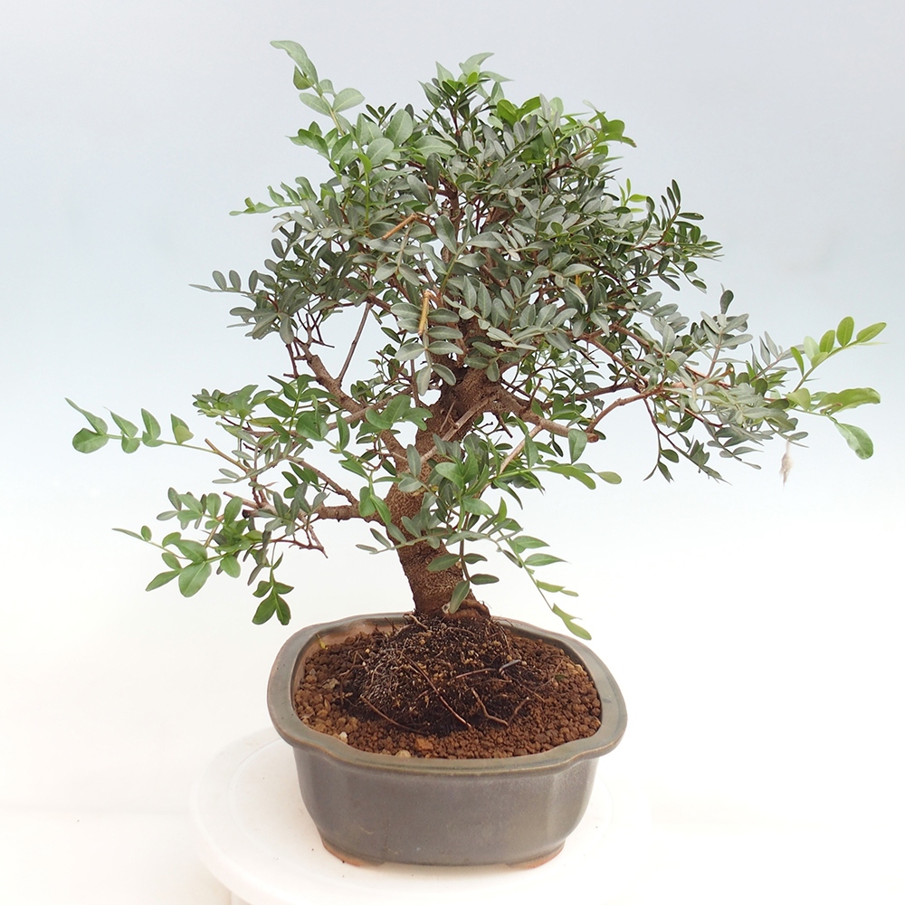 Pokojová bonsai -  Pistácie