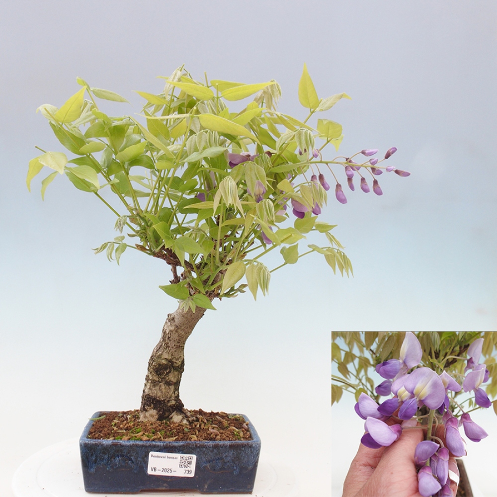 Venkovní bonsai - Vistarie květnatá - Wisteria floribunda