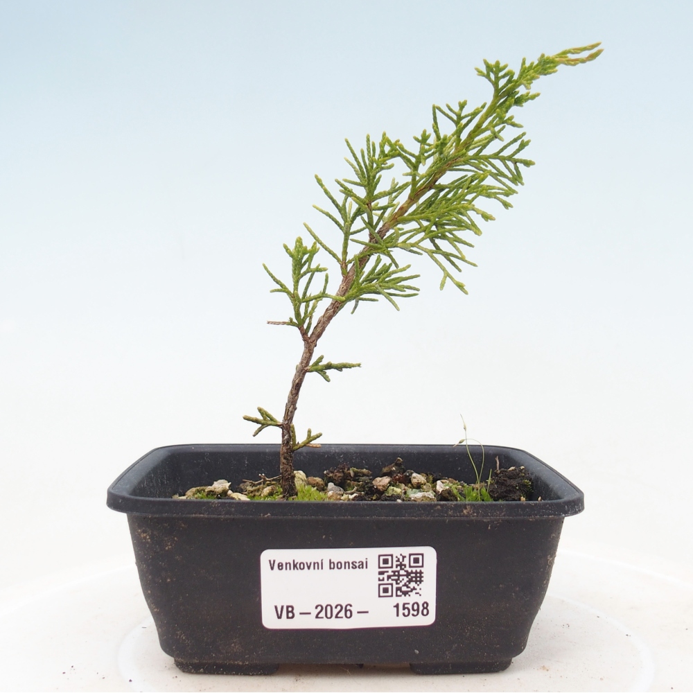 Venkovní bonsai - Juniperus chinensis Itoigawa -Jalovec čínský