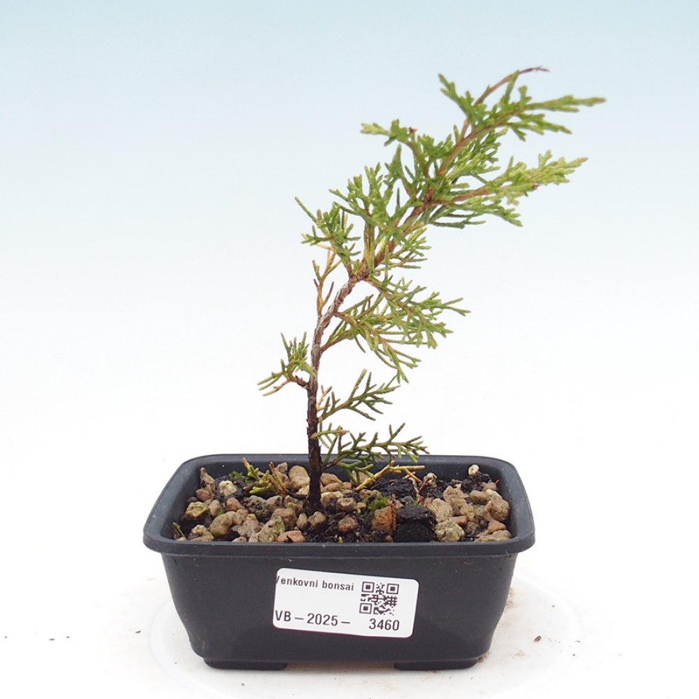 Venkovní bonsai - Juniperus chinensis Itoigawa -Jalovec čínský