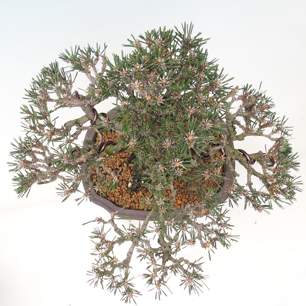 Venkovní bonsai - Pinus thunbergii Kotobuki - Borovice thunbergova