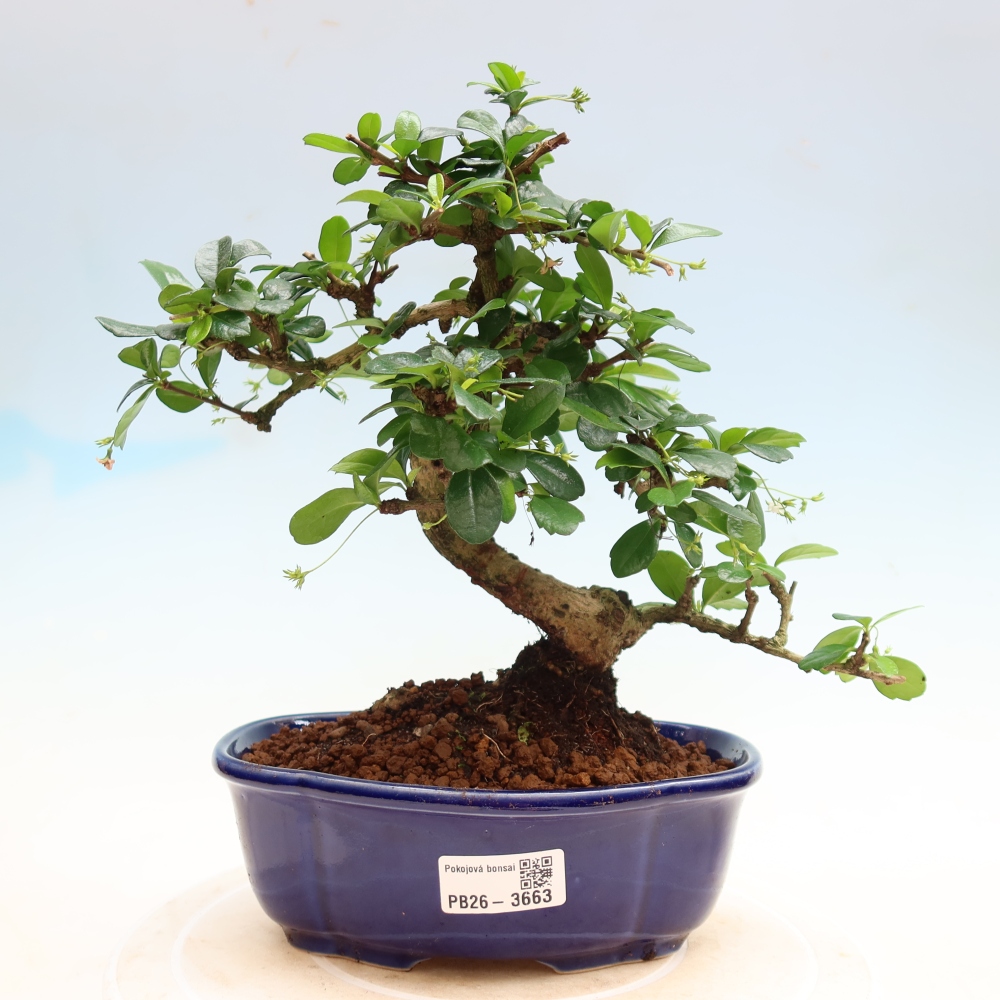 Pokojová bonsai - Carmona macrophylla - Čaj fuki