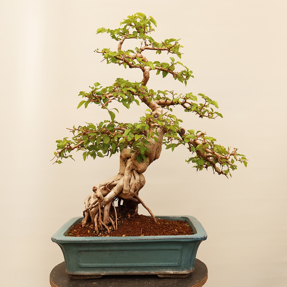 Venkovní bonsai -Carpinus Coreana - Habr korejský