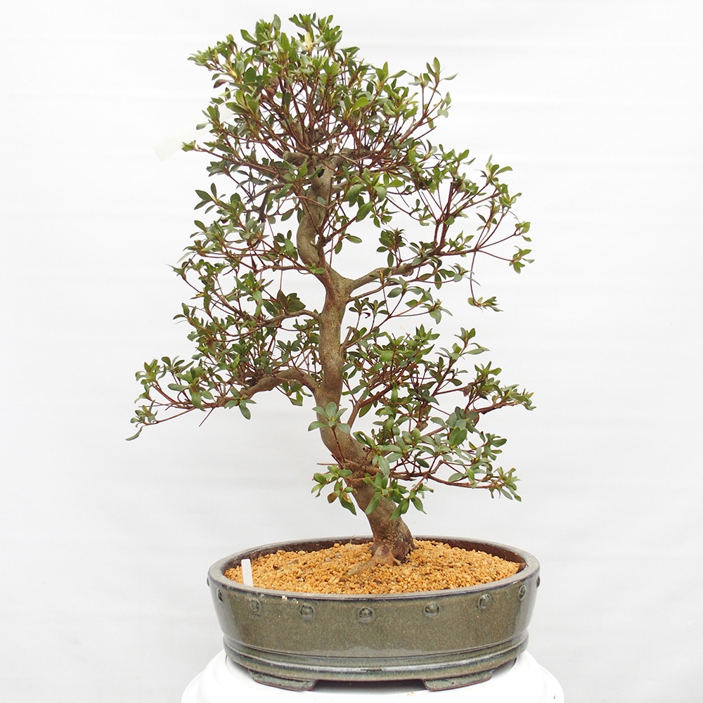 Venkovní bonsai - Japonská azalka - Azalea Ruka
