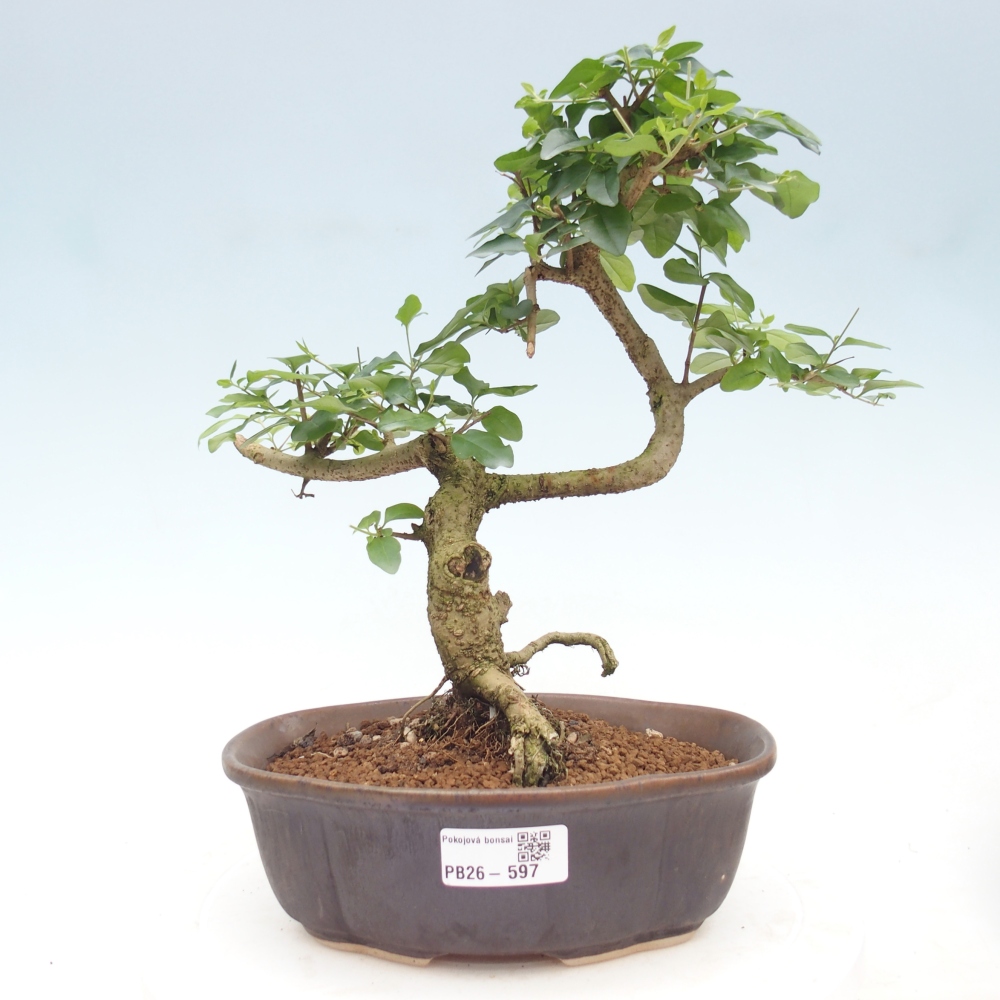 Pokojová bonsai -Ligustrum chinensis - Ptačí zob