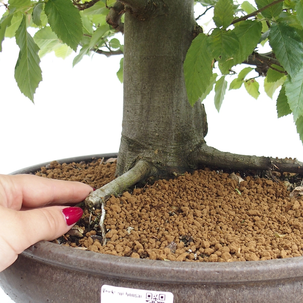 Venkovní bonsai - Habr obecný - Carpinus betulus