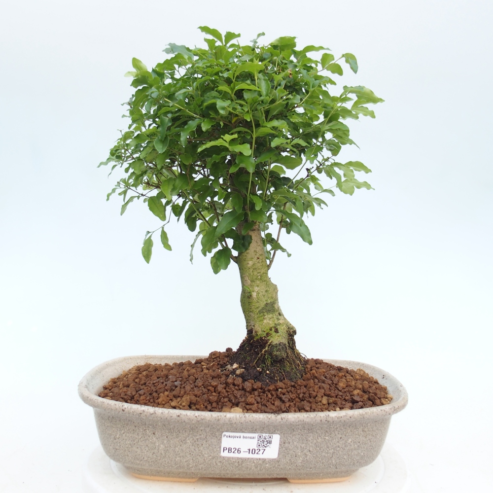 Pokojová bonsai -Ligustrum chinensis - Ptačí zob