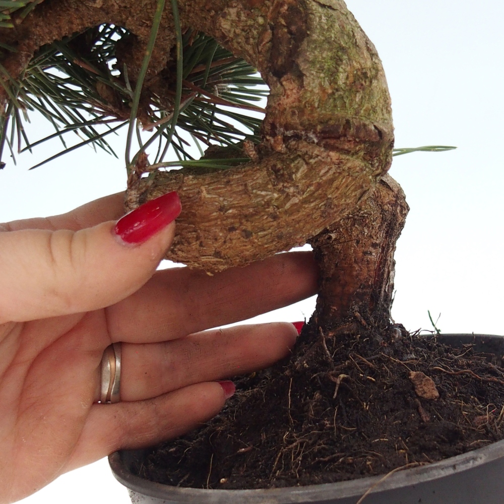 Venkovní bonsai - Pinus thunbergii senjyumaru - Borovice thunbergova