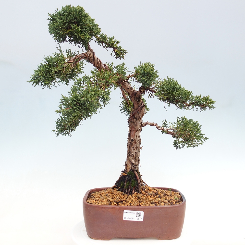Venkovní bonsai - Juniperus chinensis Kishu -Jalovec čínský