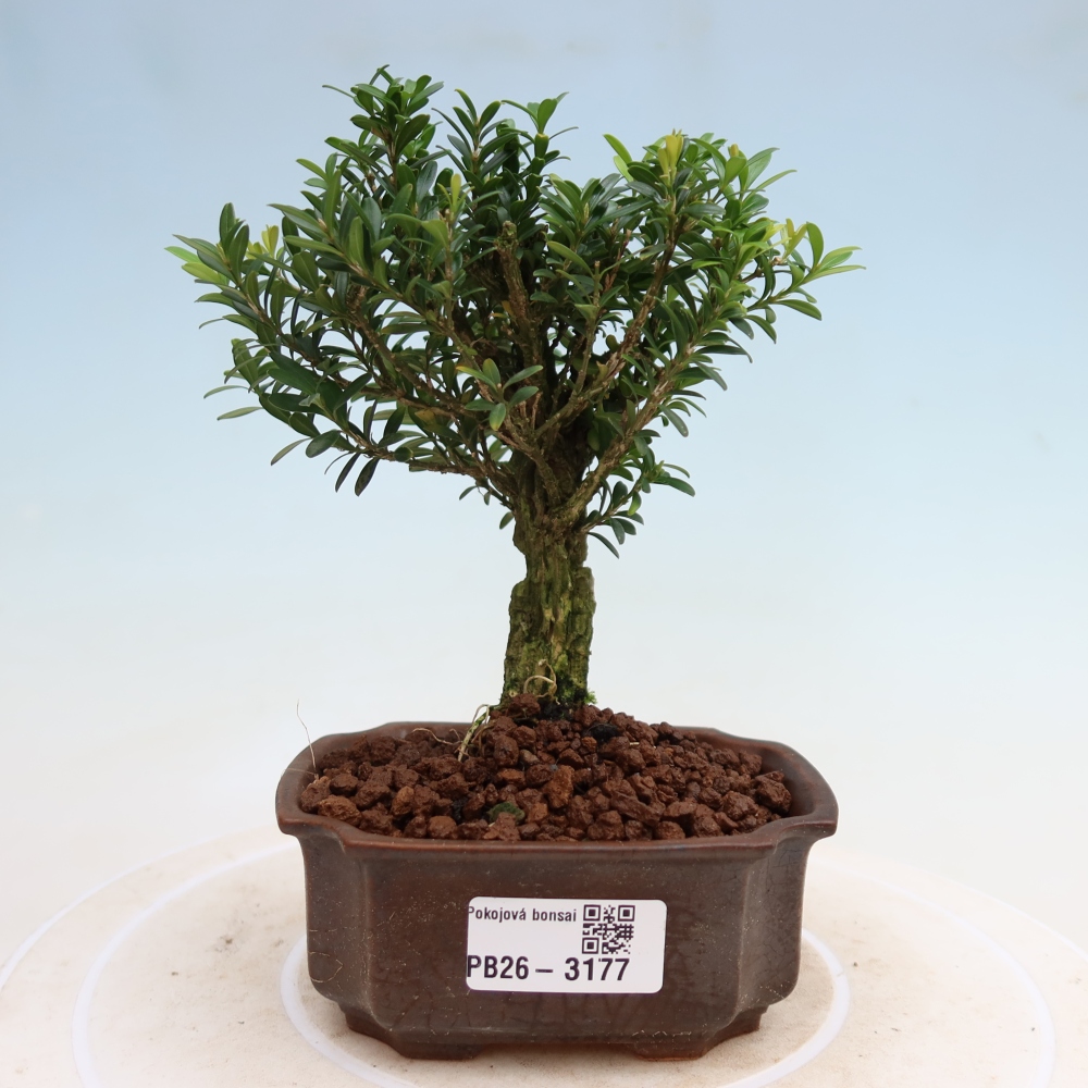 Pokojová bonsai - Buxus harlandii -korkový buxus