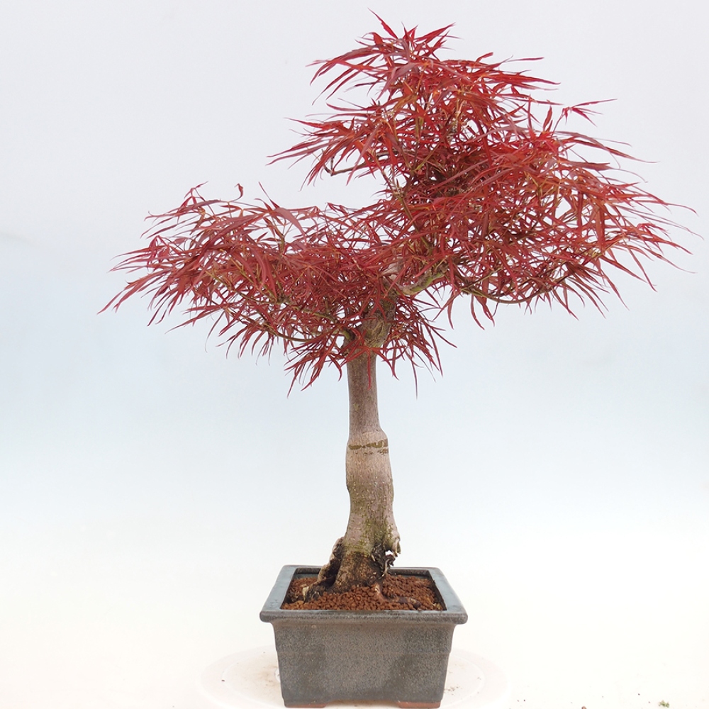 Venkovní bonsai - Javor dlanitolistý - Acer palmatum RED PYGMY