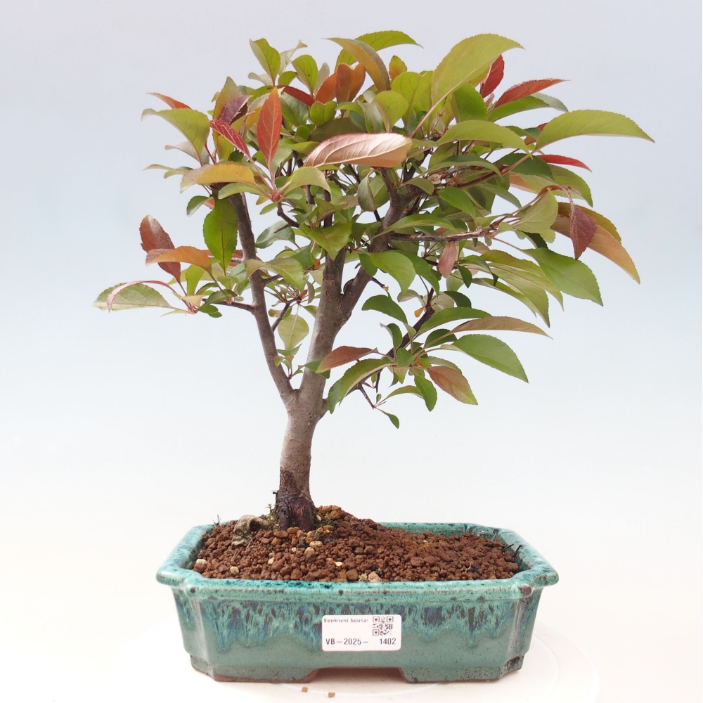 Venkovní bonsai -Malus domestica - Maloplodá jabloň červenolistá