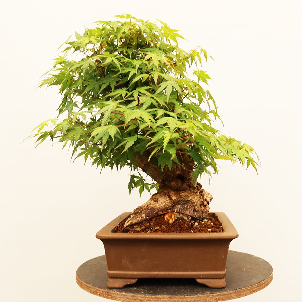 Venkovní bonsai - Javor palmatum  - Javor dlanitolistý