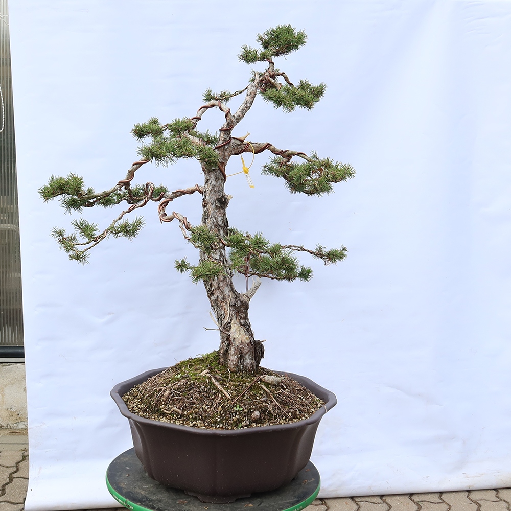 Pinus sylvestris Španělsko - borovice lesní