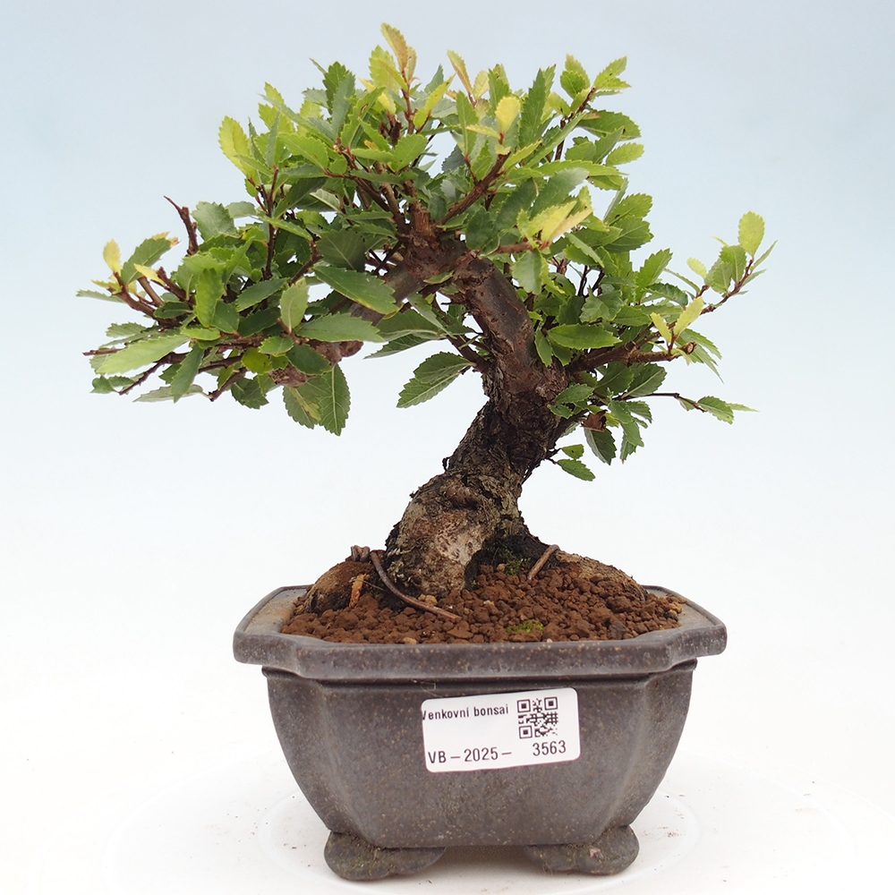 Venkovní bonsai - Zelkova - Zelkova NIRE