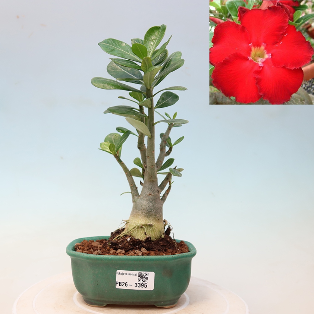Pokojová bonsai - Adenium obesum Red Star - Pouštní růže