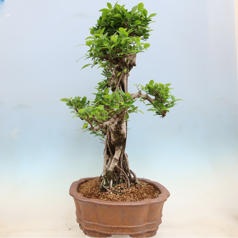Pokojová bonsai - Ficus kimmen -  malolistý fíkus