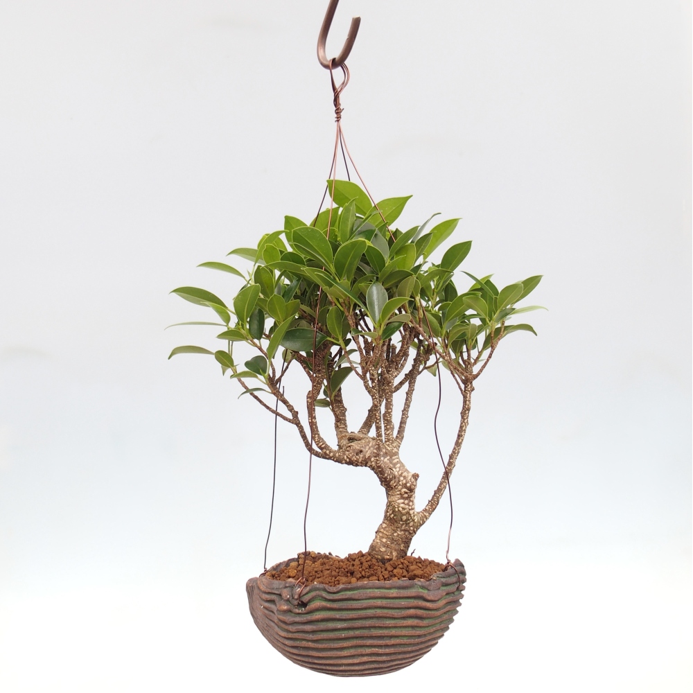 Kokedama v keramice - malolistý ficus - Ficus kimmen