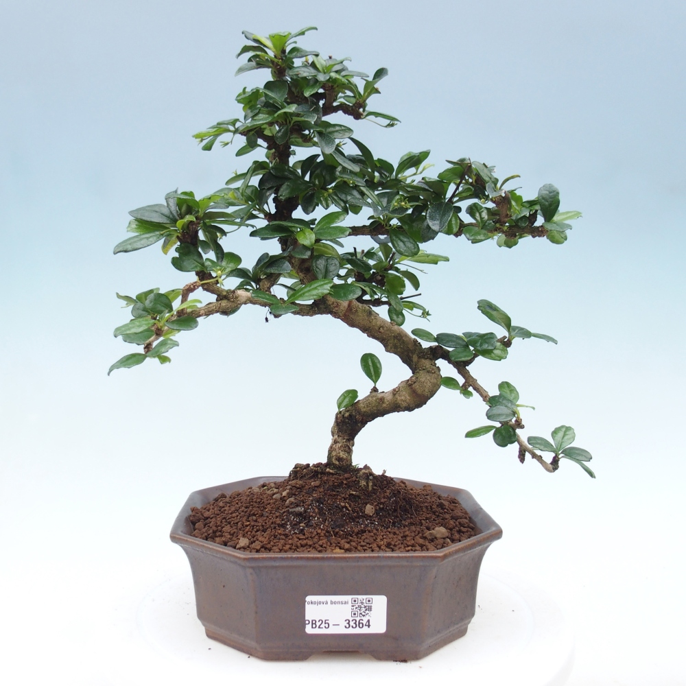 Pokojová bonsai - Carmona macrophylla - Čaj fuki