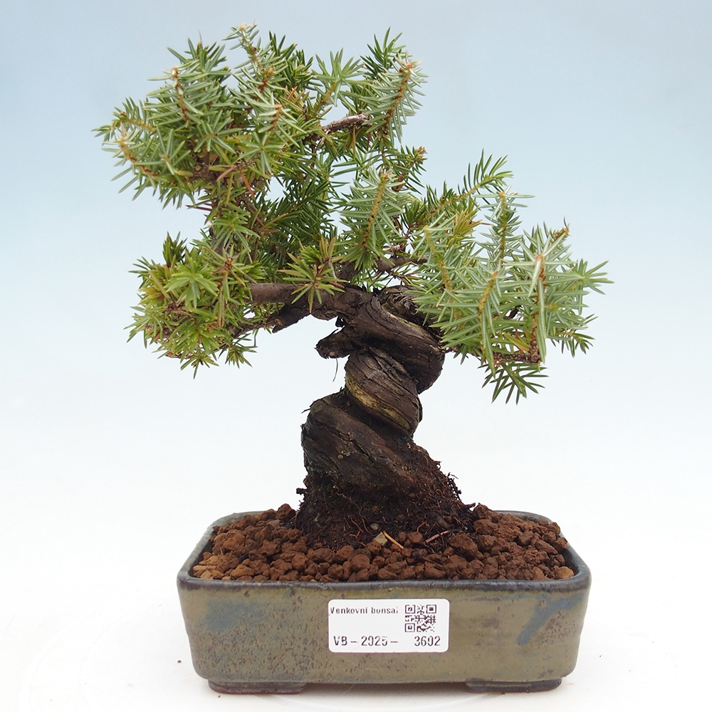 Venkovní bonsai - Jalovec rigida - Juniperus rigida